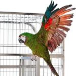 Colorful parrot perched on a stainless bird cage with outstretched wings