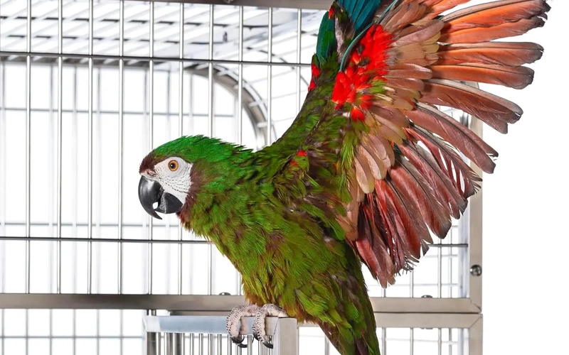 premium-stainlessbirdcage-for-large-parrots